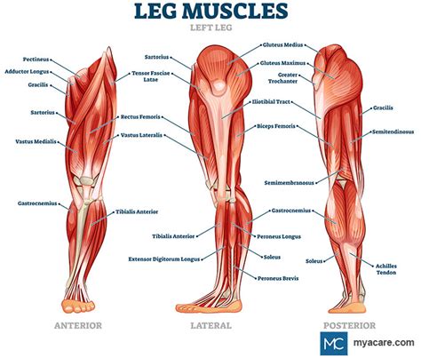 Muscles Of The Lower Leg