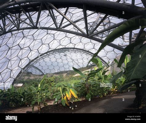 Eden Project Bodelva St Austell Cornwall Interior View Of Tropical