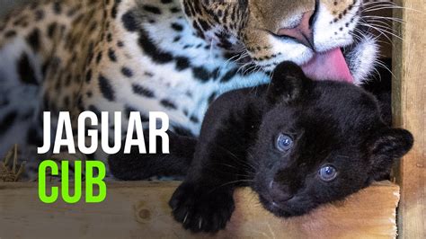 Rare Black Jaguar Born At The Big Cat Sanctuary Youtube