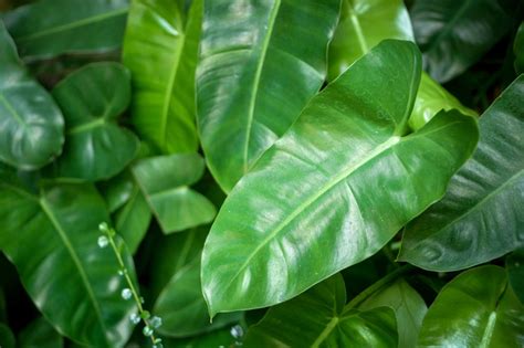 A Z List Of House Plants Common And Scientific Names