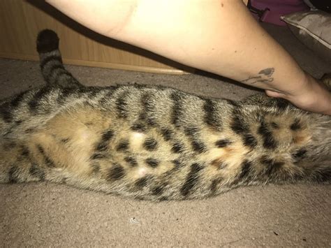 8 Week Pregnant Cat Help Thecatsite