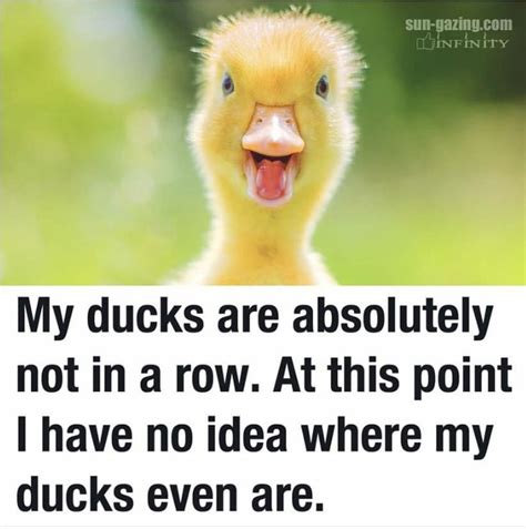20 Unbelievable Funny Duck Pictures With Captions Funny