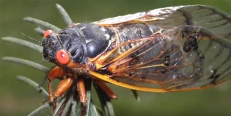 Cicadas spend most of their life underground. 17-Year Cicadas to Surface From Soil on Long Island and ...
