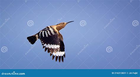 Beautiful Hoopoe Captured In His Magnificent Flight Stock Image Image