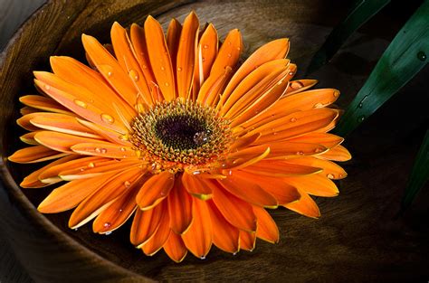 Orange Gerbera Photograph By Evgeni Ivanov Fine Art America