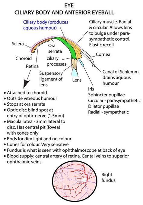 Instant Anatomy Head And Neck Areasorgans Eye And Orbit Ciliary