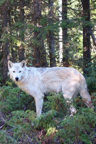 Arctic Wolf | Animal facts, Fun facts about wolves, Arctic wolf