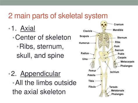 Ppt Skeletal System Powerpoint Presentation Free Download Id2201533