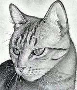 Adam levine by topistops on deviantart. How To Draw A Cat Head, Draw A Realistic Cat by ...