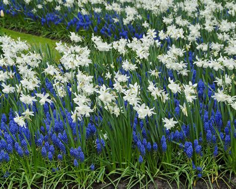 Muscari Armeniacum Bulbs — Buy Grape Hyacinths Online At Farmer Gracy Uk