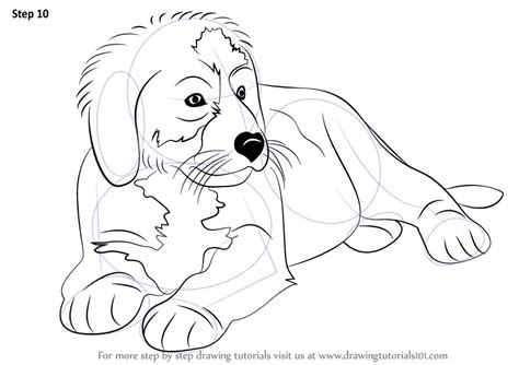 How To Draw A Bernese Mountain Dog Other Animals Step By Step