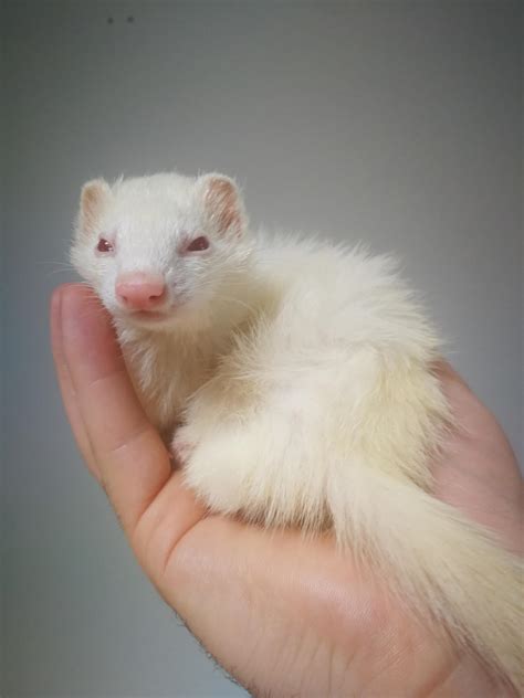 Ferrets can be quite a handful... : ferrets