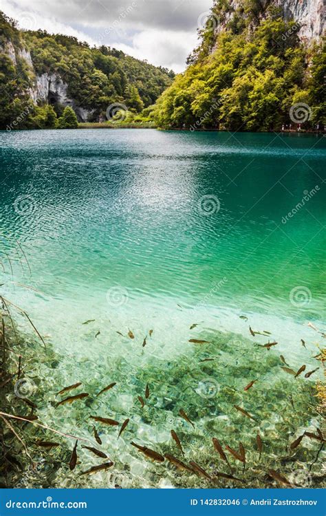 School Of Fish Swimming In A Forest Lake In The Crystal Clear Turquoise