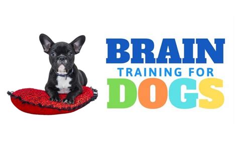Brain Training For Dogs Review True To Dogs