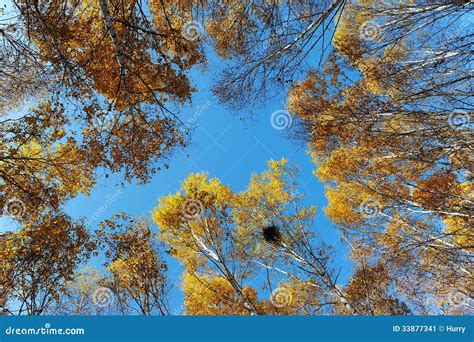 Birch Tree Tops In Autumn Stock Image Image Of Branches 33877341