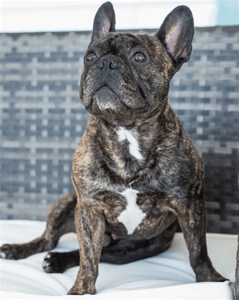 30 Brindle Dog Breeds Best Dogs With Brindle Coats Marvelous Dogs