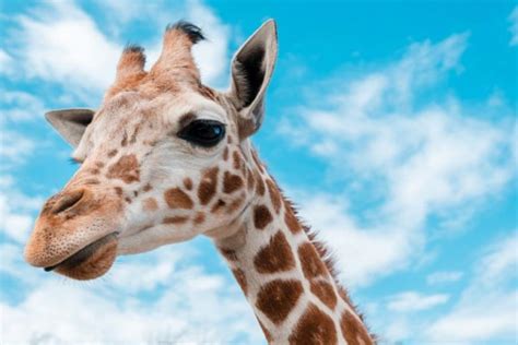 Giraffes Just Silently Went To The List Of Endangered Animals