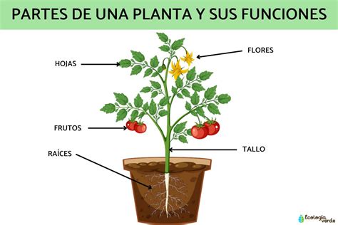 Partes De Una Planta Y Sus Funciones Esquemas Y Video Partes De Images