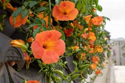 Climbing Flowering Vines Zone 9