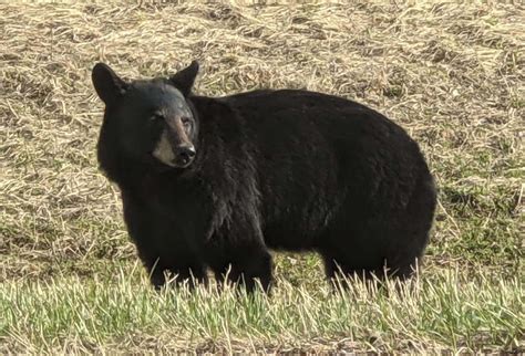 The Bear Naked Truth Sightings Are On The Rise Winnipeg Free Press