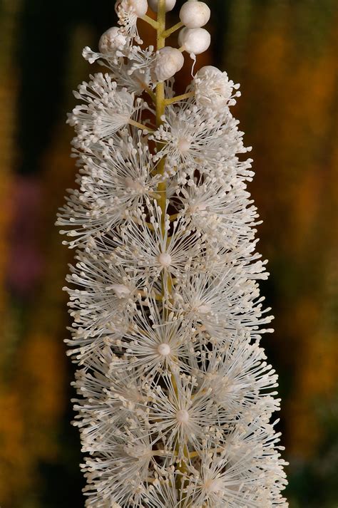 Slideshow 1088 26 White Flower Spike In A Yard Of Botanic Gardens