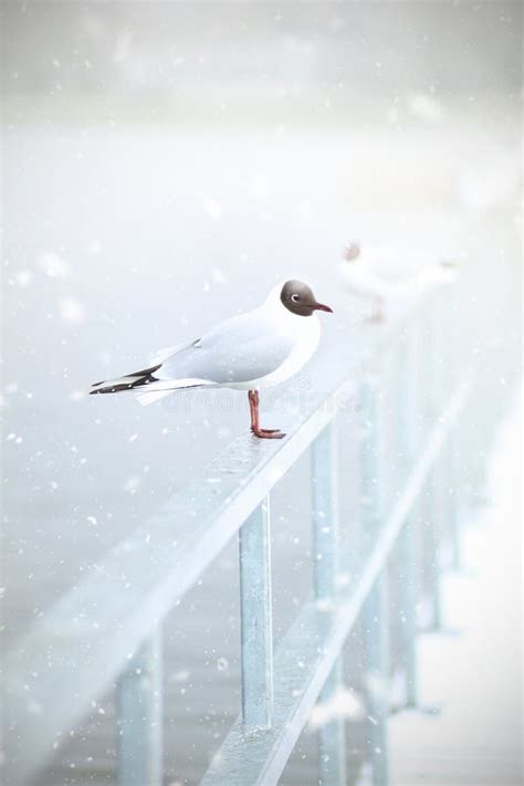 Black Headed Gull In Snow Stock Image Image Of Landscape 94438985