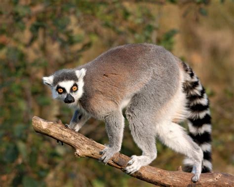 Lemur History And Some Interesting Facts