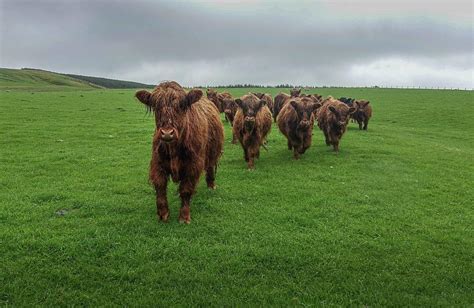 Highland Scottish Cattles Photograph By Lyudmyla Pokryshen Fine Art