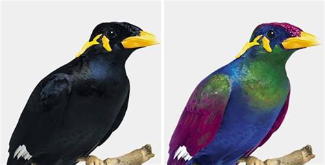 Как птицы видят этот мир по сравнению с человеческим зрением