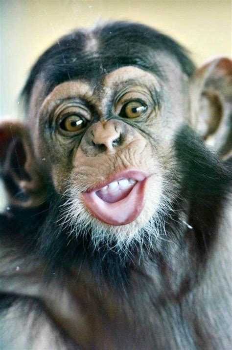 Funny Faces From Zuri The Baby Chimpanzee At Australias Monarto Zoo