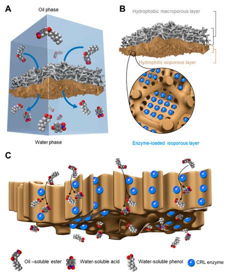 Membranes Free Full Text Amphipathic Janus Membrane With
