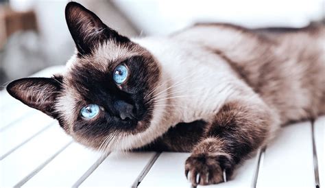 8 Imagini Drăguțe Cu Pisici Siameze Tărâmul Animalelor
