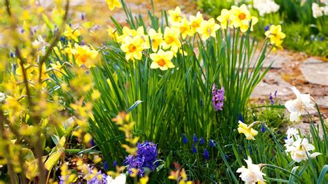 How To Plant Daffodil Bulbs When Where And How To Plant Daffodils