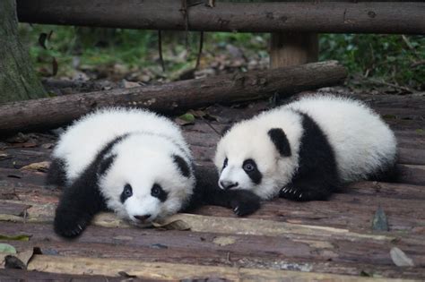 Panda Diplomacy Chinas Unique Soft Power Initiative Dao Insights