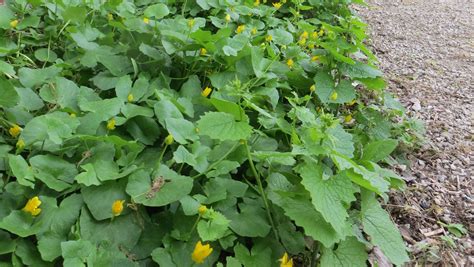 Invasive Plants In Southeastern Wisconsin Include Garlic Mustard Queen