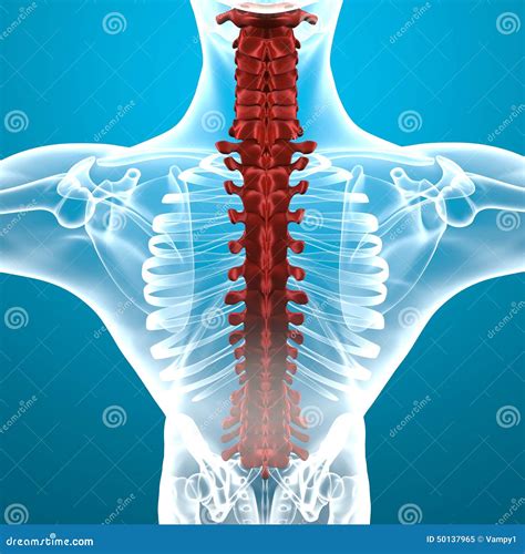 Anatomía De La Espina Dorsal Del Cuerpo Humano Stock De Ilustración