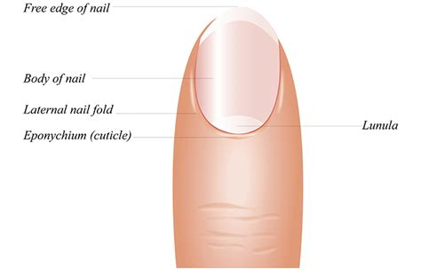 Cuticles What Are They And How To Care For Them