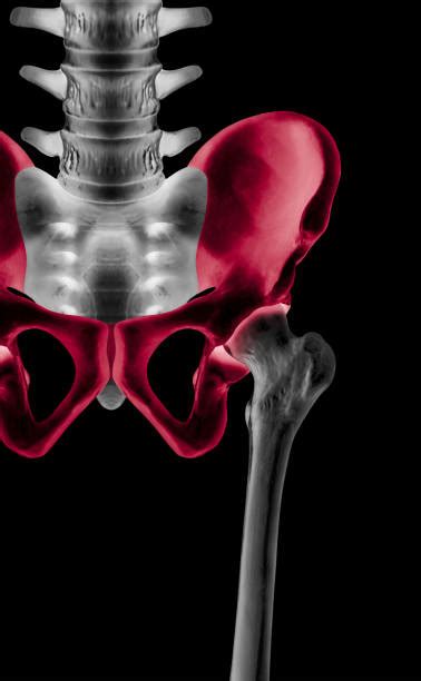 100 Symphysis Pelvis Stock Photos Pictures And Royalty Free Images Istock