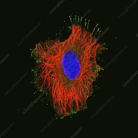 Hela Cell Fluorescent Light Micrograph Stock Image C0522090