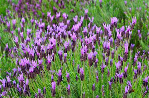 Spanish Lavender Information Learn About Growing Spanish Lavender Plants