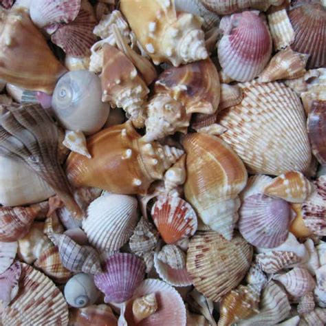 15 Best Shelling And Beachcombing Beaches In Florida