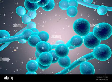 Computer Darstellung Der Pilze Hefe Candida Albicans Findet Sich Auf