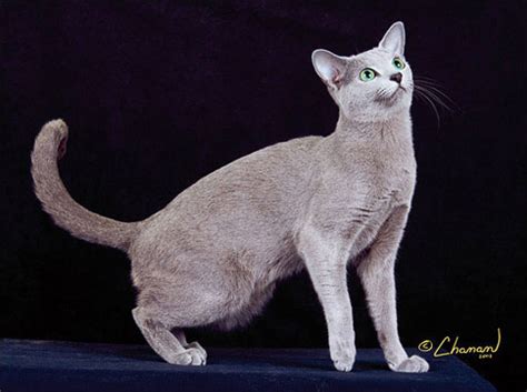 The Blue Breeds The Chartreux The Korat And The Russian Blue