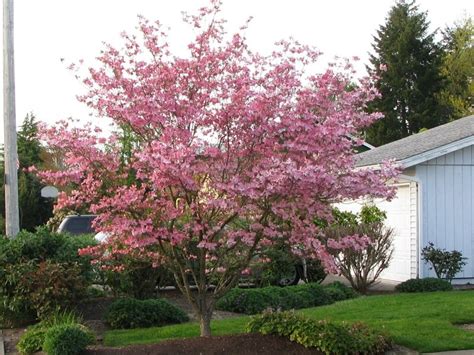 Pink dogwood trees (cornus florida var. Stellar Pink Dogwood. Hybrids with Japanese dogwoods offer ...