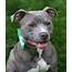 Pit Bull  Porter Mid America Bully Breed Rescue