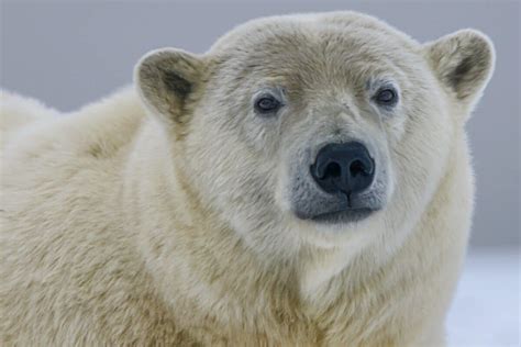 Behold The Arctic Titan Unveiling The Largest Polar Bear On Record
