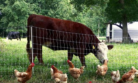 Iran Livestock,Poultry Exports Rise | Financial Tribune