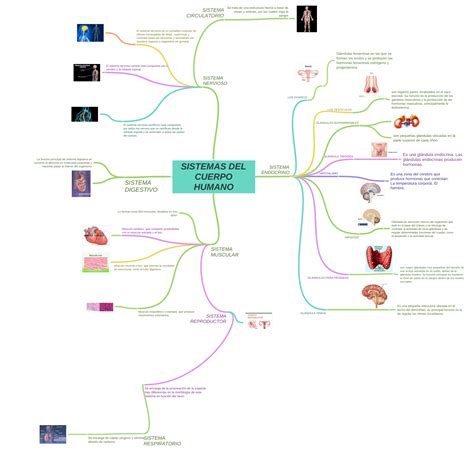 Sistemas Del Cuerpo Humano Coggle Diagram