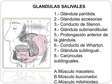 Histologia De Glandulas Salivales