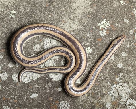 Rosy Boa Care Owners Guide On Size Habitat And Diet Reptile Advisor